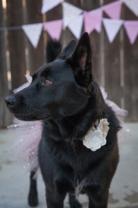 Black dog looking to the left with a flower around her neck