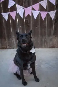 Black dog with a flower around neck in a pink tutu sitting in front of a fence with a pink banner hanging