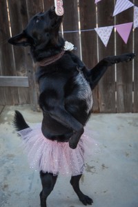 Black dog standing on hind legs wearing a tutu licking a candle