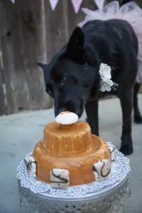 Black dog licking a peanut butter cake