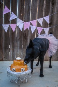 Black dog in a tutu licking a peanut butter cake with a cupcake on top