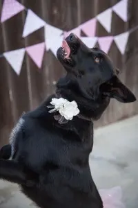 Black dog standing on hind legs with her tongue out