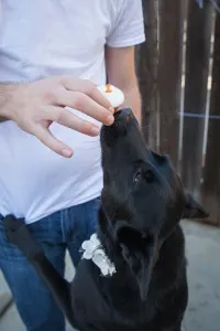 Black dog standing on hind legs against a person while they hold a cupcake