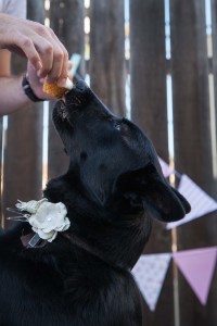 Black dog grabbing a cupcake out of someones hand