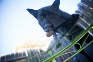 Black dog licking a glass table