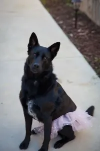 Black dog looking at camera in a pink tutu sitting