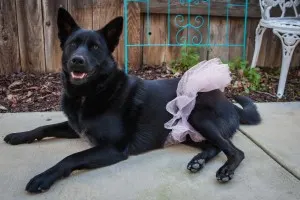 Black dog laying down in a pink tutu
