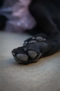 close up of black puppy paws