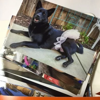 A photo of a black dog wearing pink tutu in pile with other photos 