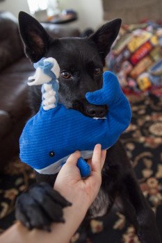 Black dog with whale dog toy in mouth playing with owner