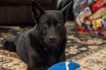 Black dog looking at camera with whale dog toy