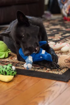 Black dog playing with whale dog toy