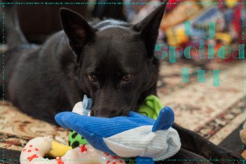 Black dog with whale dog toy 