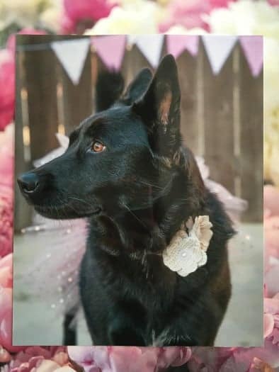 photo of black dog with flower burlap around neck