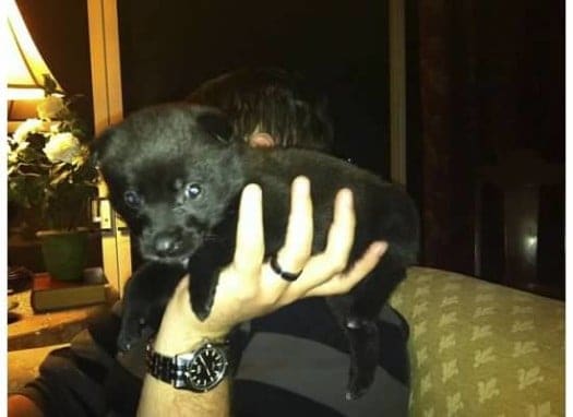 Black puppy held in owner's hand 