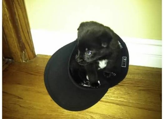 Black puppy inside a baseball hat 