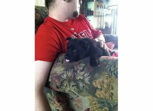 Black puppy on arm of chair laying next to owner 