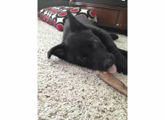 Black puppy laying down chewing on bone 