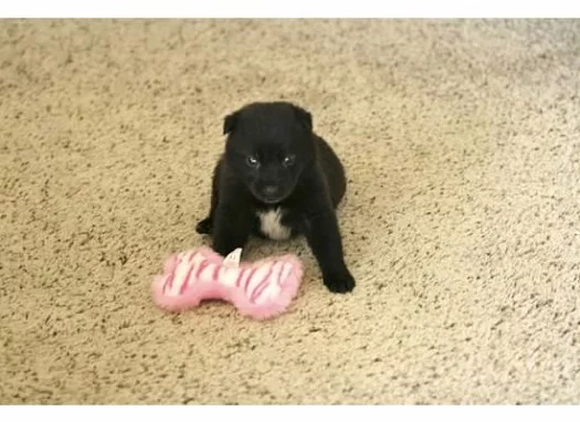 Black puppy on floor sitting next to pink bone dog toy 