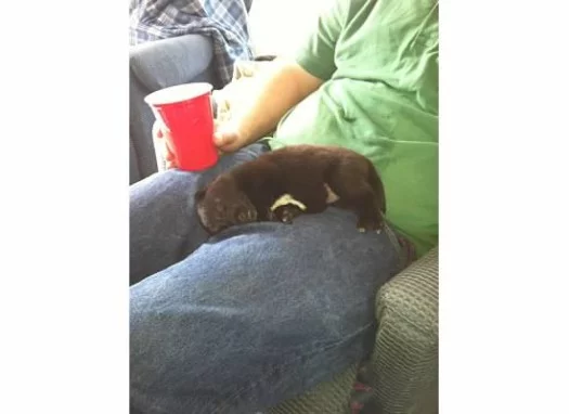 Black puppy sleeping on owner's lap 