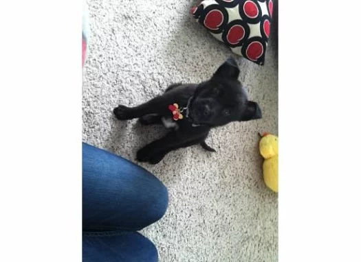 Black puppy sitting with new red bone dog collar 