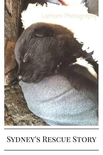 Black puppy wrapped in a blanket captioned Sydney's Rescue Story