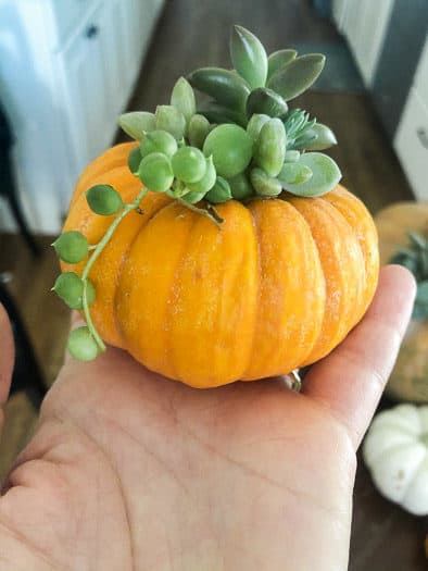 Succulent pumpkin being held 