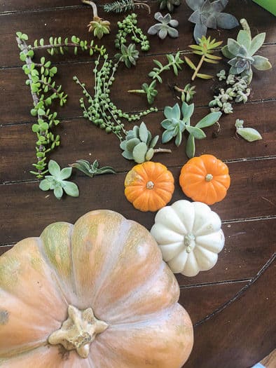 Succulent Pumpkin Arrangement for Thanksgiving