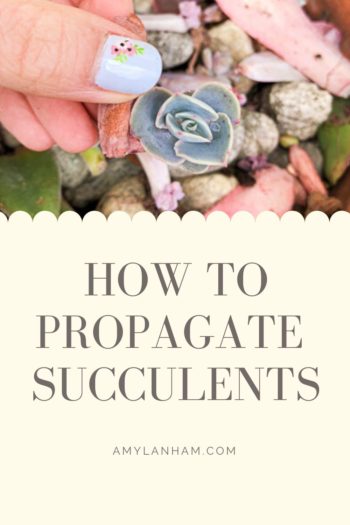 How to propagate succulents pin showers a hand with light blue nail polish holding a tiny succulent with succulent leaves in the background