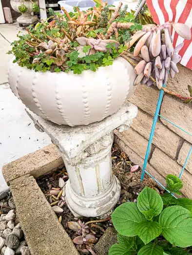 Succulent planter with fallen succulent leaves all around the base in another planter