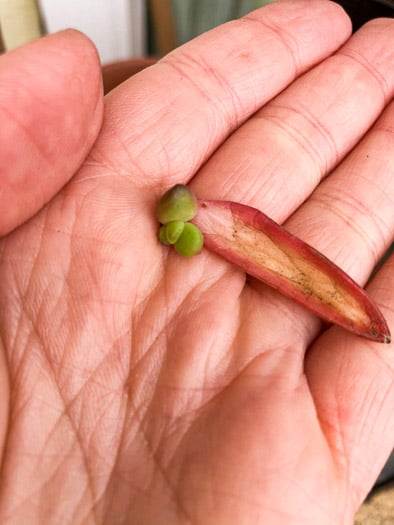 A open palm holding a tiny succulent growing out of a succulent leaf
