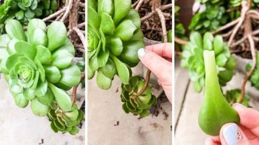 How to propagate succulents from leaves - Series of three photos, big succulent, shows hand pulling off a leaf, shows hand holding the leaf
