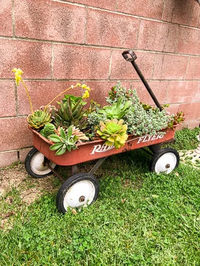 Red radio flyer wagon with succulents over growing in it