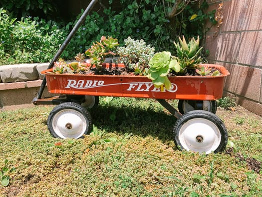 Red radio flyer wagon with succulents growing in it