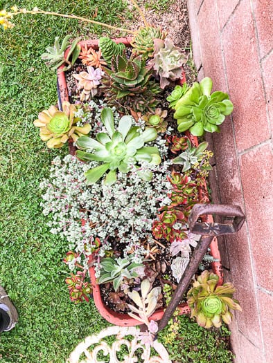 Aerial shot of Red radio flyer wagon with succulents growing in it