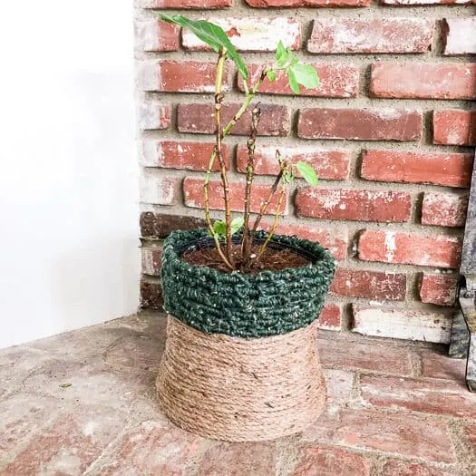 A two toned plant pot made with green yarn and twine holding a fiddle leaf fig sitting on a brick fireplace.