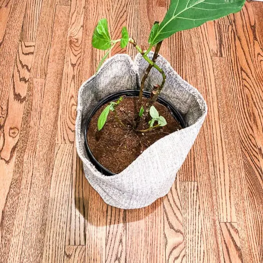 Aerial shot of the plant basket showing the fiddle leaf fig sitting inside its grow pot in the fabric basket.