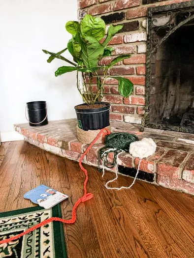 A fiddle leaf fig sitting on a fireplace with twine half way up the grow pot and three different yarns, orange, green, and white, sitting beside it.