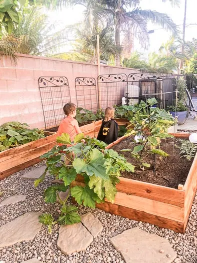 Children running around garden beds that have pumpkin and other veggies growing in them.