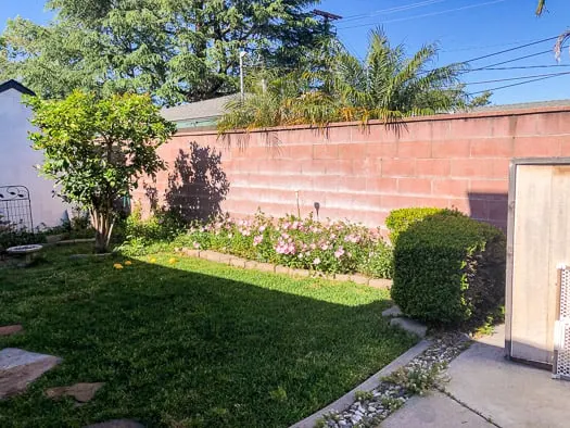 grass with a little planter against a brick wall, a lemon tree to the left of the photo