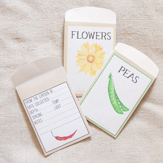 3 Seed Packets, 1 shows the back, 2 show the front: 1 has a sunflower with the word flower above, one has a pea with the word peas above.