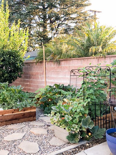 garden area with redwood garden boxes and trellis fences