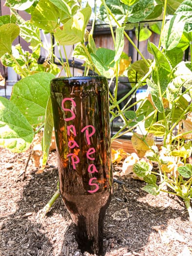 Beer bottle upside down in the garden that has snap peas written on it