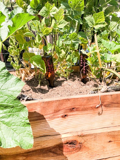 Beer bottle stakes in the garden