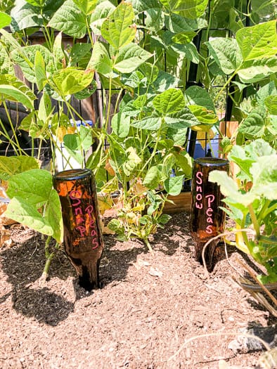 Beer bottle markers in the garden