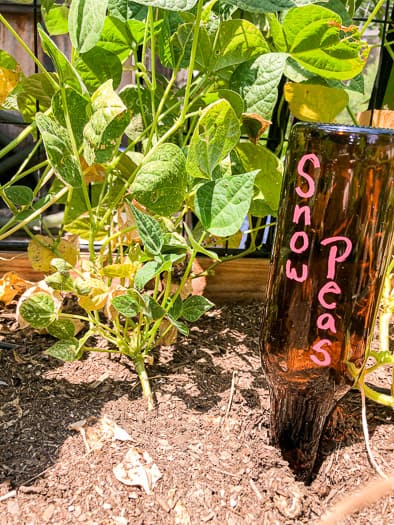 Close up of the beer bottle stake that says snow peas on it with vines in the background