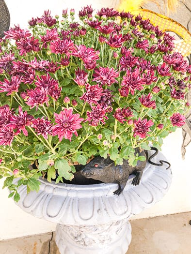Close up of purple mums with a fake black rat sitting at the base