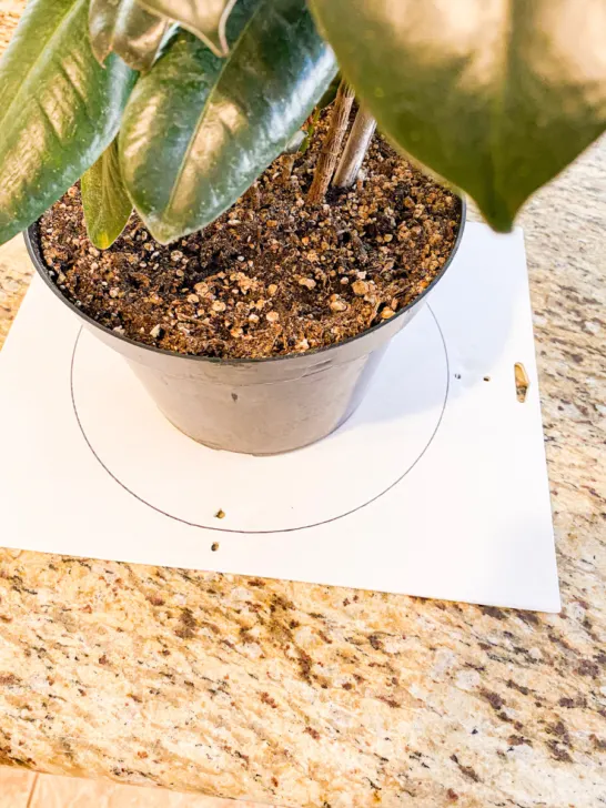 Plant sitting on top of cardboard with a sharpie circle around it